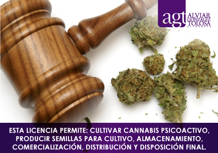 Mazo Legal con Muones o Cogollos de Cannabis