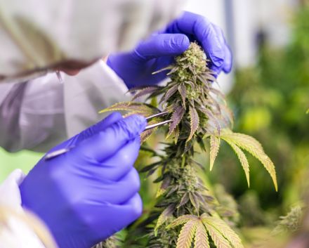Cmo Obtener una Licencia de Cultivo de Cannabis en Colombia?