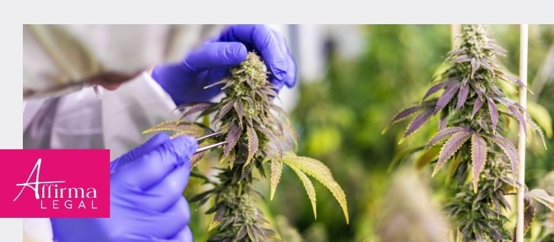 Cmo Obtener una Licencia de Cultivo de Cannabis en Colombia?