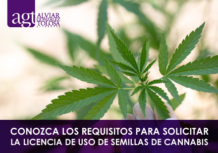 Planta de Cannabis Siendo Examinada por Cientficos