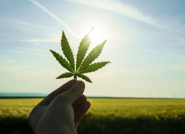 Tierras Para Cultivar Cannabis en Colombia