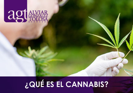 Cientfico con Hoja de Cannabis