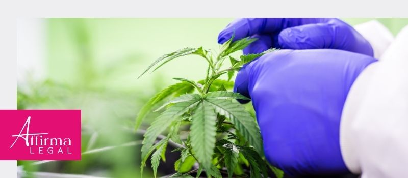 Decreto 811 de 2021, lo que Necesita Saber Sobre la Industria del Cannabis en Colombia
