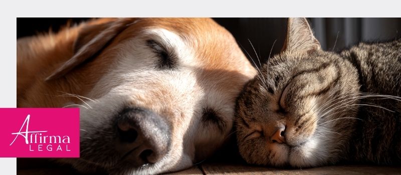 Reconocimiento de los animales como seres sintientes Reconocimiento de los animales como seres sintientes